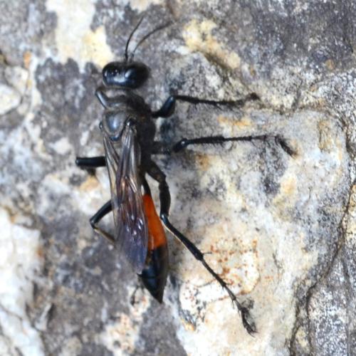 Réf. 298 371 : Prionychini inconnu